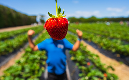 Strawberry field with one ripe organic strawberry fruit in front.