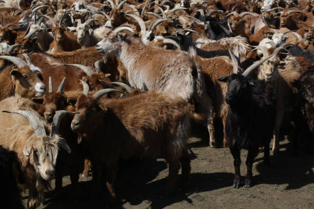 The cashmere goats in a remote valley of Tuv region, Mongolia. stock photo