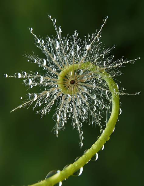 Dew in Part of dandelion