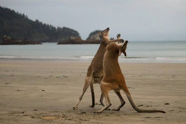 Boxing Kangaroos Kangaroos Boxing at sunrise kangaroos fighting stock pictures, royalty-free photos & images