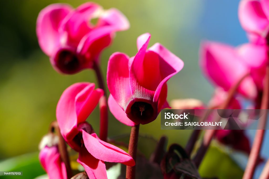 Bunga Cyclamen Merah Muda Cerah Dari Kultivar Taman Mekar Penuh Foto Makro  Close Up Foto Stok - Unduh Gambar Sekarang - iStock