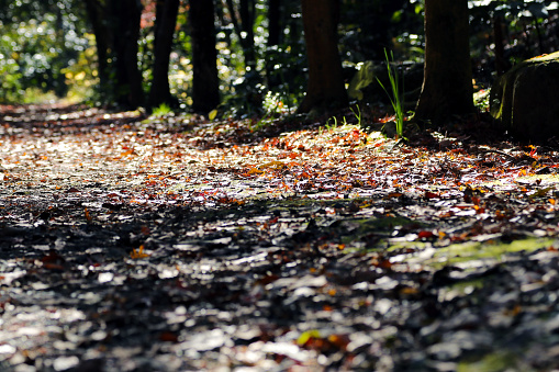 Low-angle nature photo of a mountain path covered with fallen leaves in the beautiful autumn sunshine.