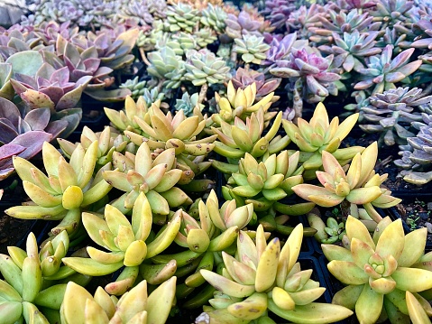 Horizontal full frame of close up minature succulent plants growing in organic potted soil in garden  awaiting sale at country farmers markets