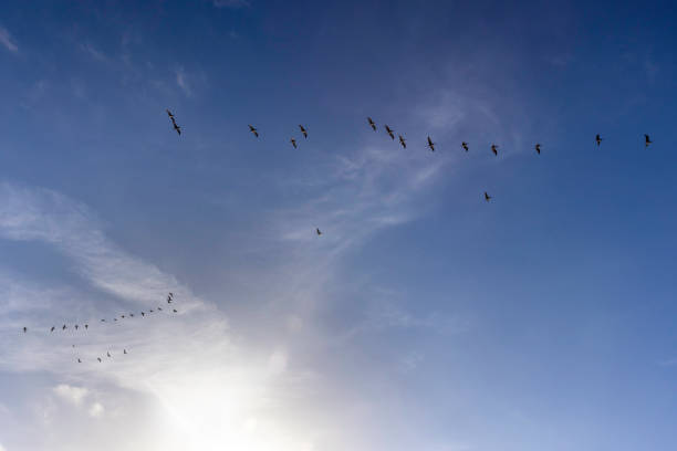 istock Northern California Ocean Pelicans 1449758595