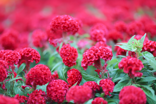 Colorful yellow and red of cockscomb flowers background