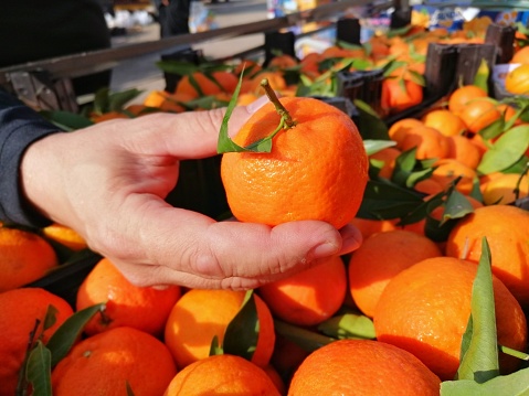 A man's hand holding a freshly harvested mandarin orange in vegetables market Al Ahsa Saudi Arabia