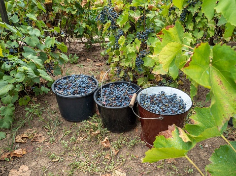 Three buckets full of harvested blueberries in the foliage