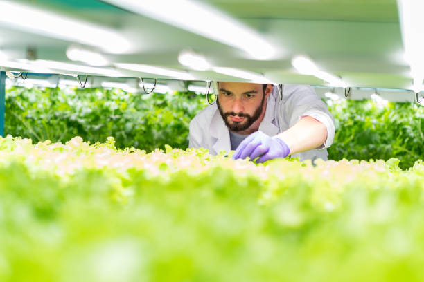 male scientist analyzes and studies research in organic, hydroponic vegetables plots growing on indoor vertical farm - plant food research biotechnology imagens e fotografias de stock
