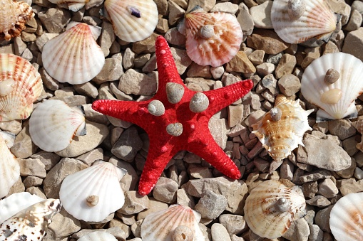 I was walking along the stones beach when i saw a small starfish