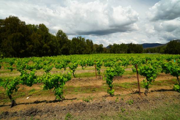 istock View of green vineyard on a cloudy day 1449769563