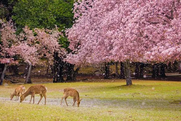 Deer in a rain of cherry blossoms in Tobihino Nara