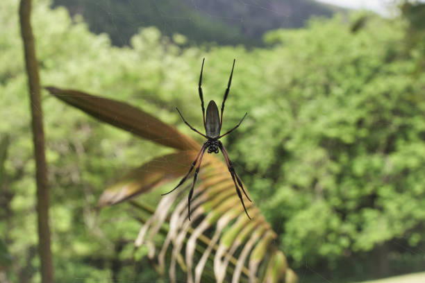 closeup shot of palm spider, a harmless spider of the Seychelles