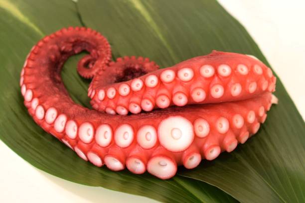 istock octopus on the green leaves. 1449772568