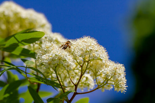 A honey bee is working on the flowers of a blooming rowan.