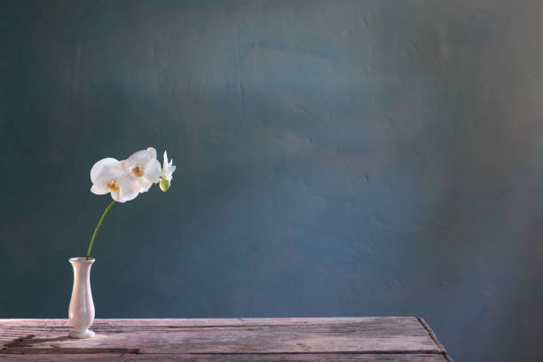 istock orchid flowers in vase on blue background 1449775571