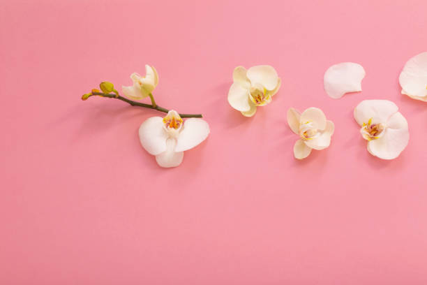 istock white orchid flowers on pink ackground 1449775603