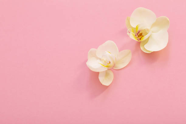 istock white orchid flowers on pink ackground 1449775606