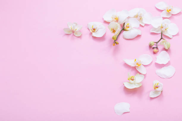 istock white orchid flowers on pink ackground 1449775608