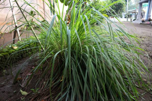 istock Cymbopongon nardus or lemon grass plant. 1449776848