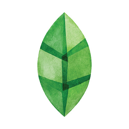Watercolor green leaf logo. Vector tracing.
