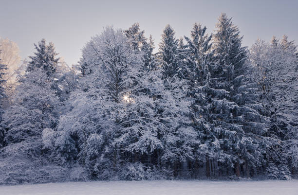 Snow-covered trees in the Alps