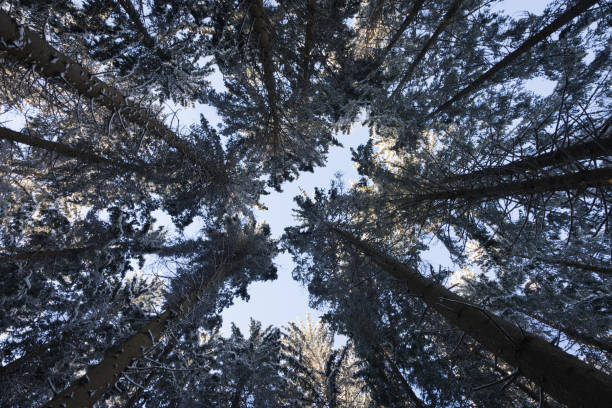 snow-covered trees in the Alps