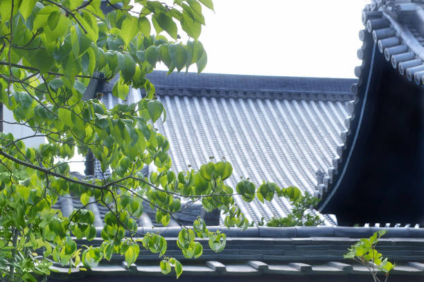 istock A Green Tree over the Japanese Traditional Roof 1449781175