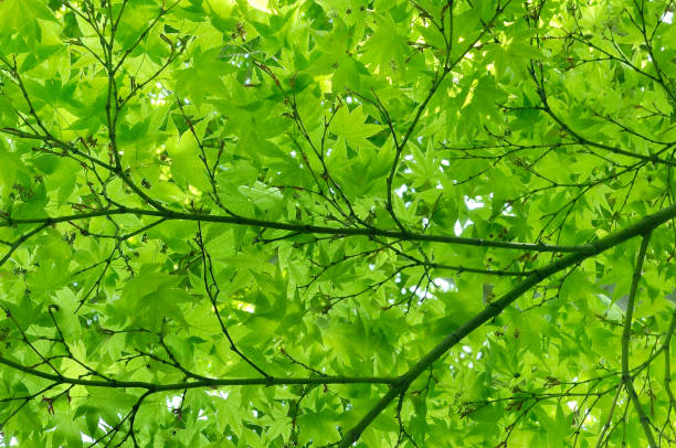 Photo of Natural Pattern of Green Maple Leaves