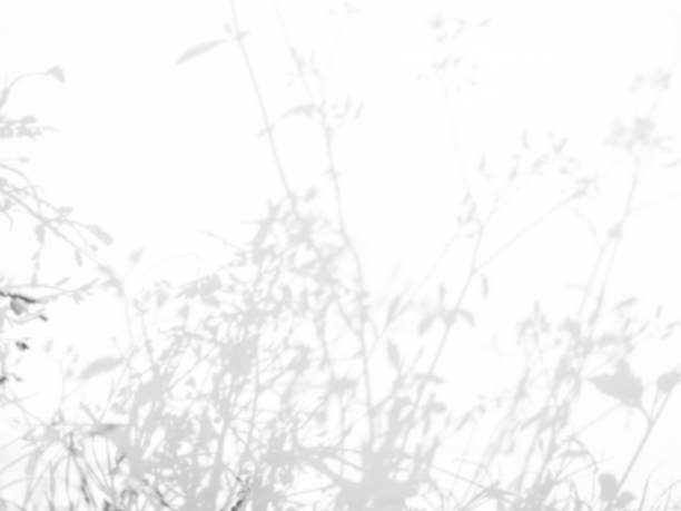 istock Abtract Overlay Shadow Leaves on Grey Cement Background 1449783205