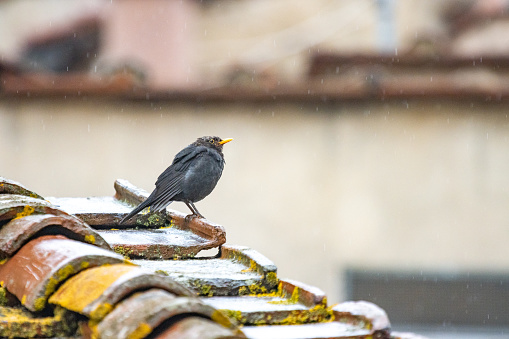 Blackbird at Florence in Tuscany, Italy
