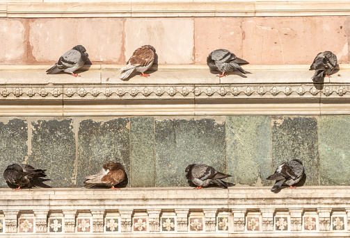 Venice, VE, Italy - May 26, 2020: Saint Mark square  with pigeons and very few people due to the lockdown during the Covid-19 pandemic