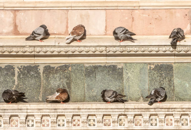 Feral Pigeon on Giotto’s Bell Tower (Campanile) at Florence in Tuscany, Italy stock photo