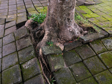 tree roots that damage the road