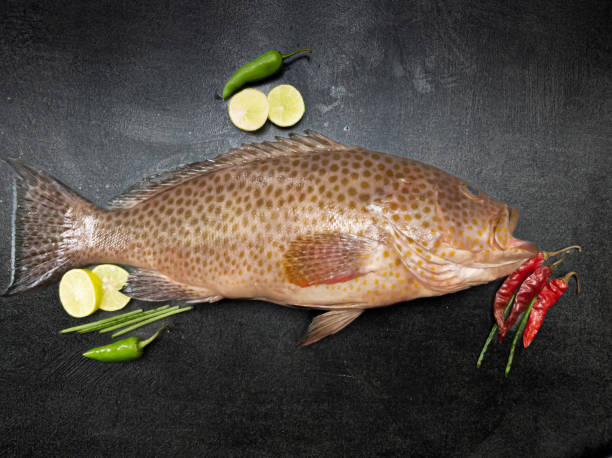 Homur Fish 50+ Hamour Fish Stock Photos, Pictures & Royalty-Free Images - iStock