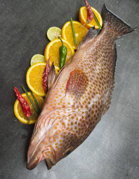 Hamour Fish Small 50+ Hamour Fish Stock Photos, Pictures & Royalty-Free Images - iStock
