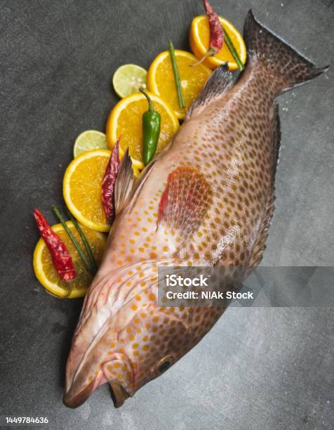Grooper Cod Selective Focus Of Areolate Grouper Also Known As The Yellowspotted ...