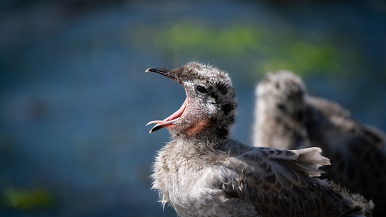 Closeup shot of a baby seagull on the port of Travemunde in daylight on a blurred background