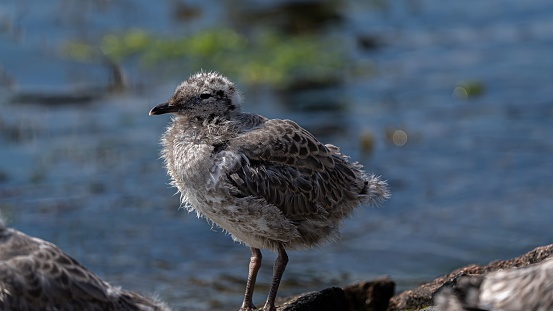 Closeup shot of a baby seagull on the port of Travemunde in daylight on a blurred background