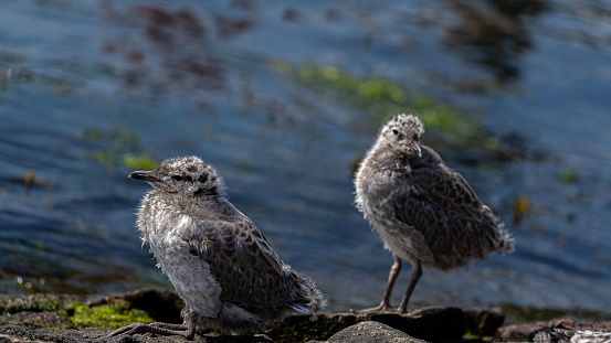 Closeup shot of baby seagulls on the port of Travemunde in daylight on a blurred background