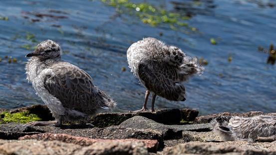 Closeup shot of baby seagulls on the port of Travemunde in daylight on a blurred background