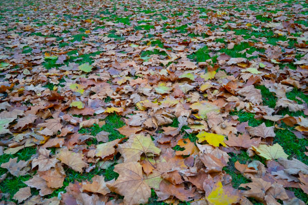 istock Autumn Leaves on Grass 1449785081