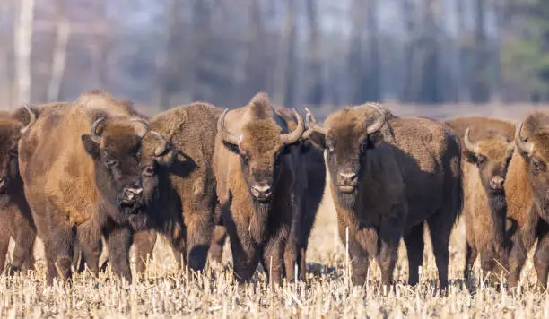 Photo of European bison grazing in sunny day