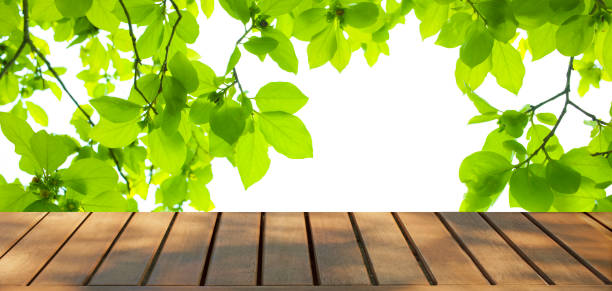 istock wooden table with forest bokeh banner 1449786951