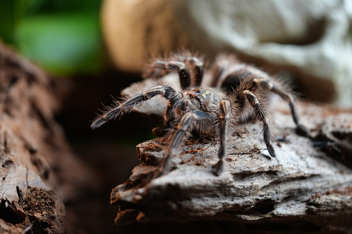 Close-up female of Spider Tarantula  (Lasiodora parahybana) in threatening position. Largest spider in terms of leg-span is the giant huntsman spider. Females can live up to 25 years.