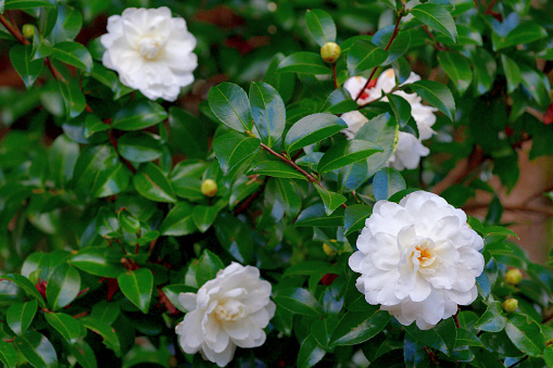 Azaleas flowers with leaves, White flowers isolated on white background with clipping path