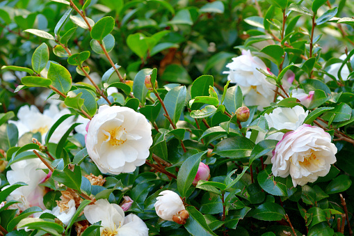 Camellia sasanqua, also known as sasanqua camellia, is a species of camellia native to Japan. It is densely branched, evergreen shrub and has attractive, dark green foliage with its white to red, 6-8 petaled, mildly aromatic flowers which are in bloom from autumn to early winter (November to January). Each flower has a central mass of bright yellow-anther stamens.