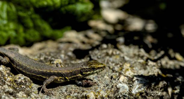 istock Closeup shot of a small lizard on the ground with blurred background 1449791179