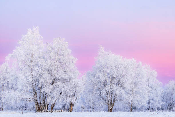 istock Colourful sky and frosty trees in a winter evening 1449791355