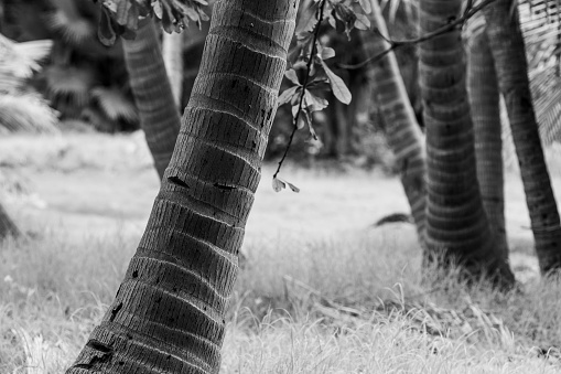 A closeup Grayscale of Coconut Trees trunks on the grass