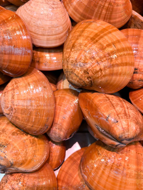 istock Heap of fresh raw smooth clams closed up 1449792234